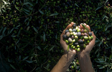 girl hands with olives, picking from plants during harvesting, green, black, beating to obtain extra virgin oil, food, antioxidants, Taggiasca variety, autumn, light, Riviera, Liguria, Italy