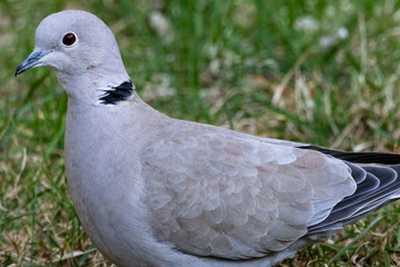 Eurasian Collared Dove close up