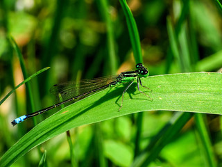 Fototapeta premium Green Damselfly on a Blade of Grass