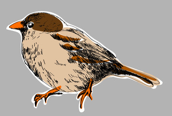 sparrow 01 © Agata Sobczyk