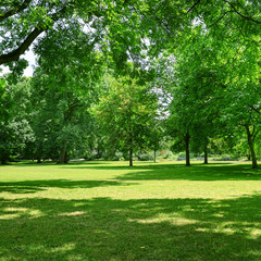 Beautiful meadow in park