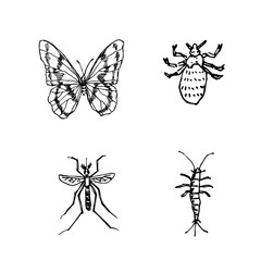 곤충 일러스트 / 손으로 그린 곤충 스케치