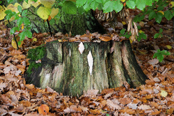 blick auf den baumstumpf im park von wiesbaden hessen deutschland fotografiert an einem sommertag