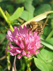 Bee on a clover flower in the meadow, closeup 