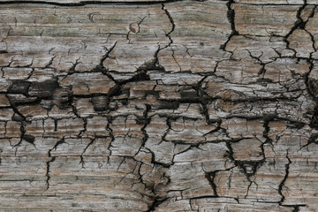 Surface eroded by time,Old wood background. texture
