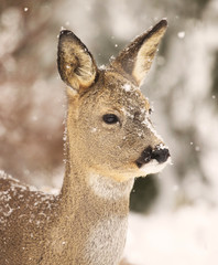 Deer in Winter