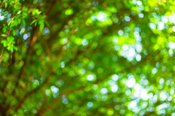 Fototapeta premium green bokeh background with circles. Summer abstract theme.