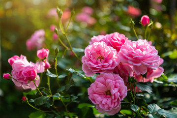 Naklejka na ściany i meble Beautiful pink rose on the rose garden in summer in a garden.