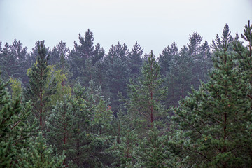 Obraz premium misty forest in foggy morning. far horizon