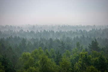 misty forest in foggy morning. far horizon