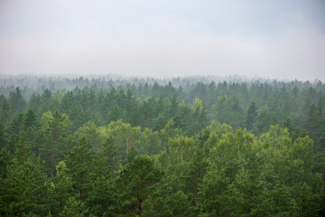 misty forest in foggy morning. far horizon © Martins Vanags
