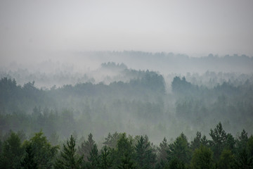 misty forest in foggy morning. far horizon