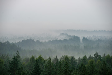 misty forest in foggy morning. far horizon