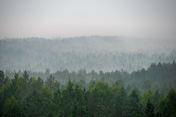 Fototapeta na wymiar misty forest in foggy morning. far horizon