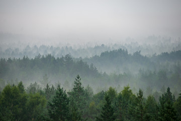 misty forest in foggy morning. far horizon