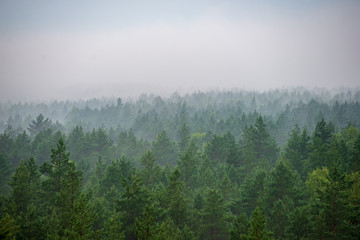 misty forest in foggy morning. far horizon © Martins Vanags