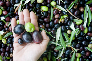 hand with olives, hand picking from plants during harvesting, green, black, beating, to obtain...