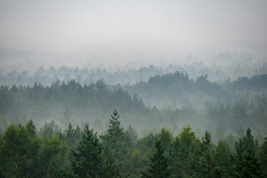 Fototapeta misty forest in foggy morning. far horizon