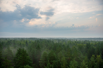 misty forest in foggy morning. far horizon