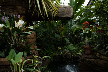 Lush tropical indoor greenhouse plants. Botanical natural conservatory with rain forest plants. Ecotherapy indoor garden