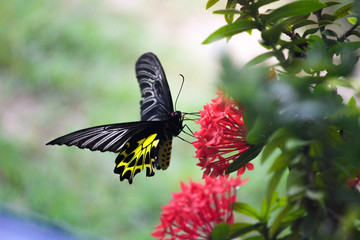 butterfly, flower, insect, nature, animal, garden, beautiful,