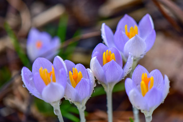 Early Spring Crocus with Water Drops