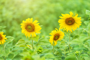 close-up view of sunflower fields green grass background.