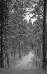 Foto auf Leinwand Into Winter Forest © Lucas Lion