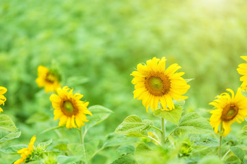 Obraz premium close-up view of sunflower fields green grass background.