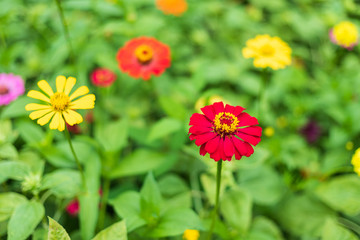 Common Zinnia (elegant zinnia) beautifully with green leaves background in the garden.