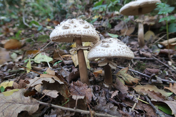 Champignons à l'automne
