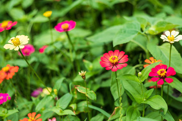 Obraz premium Common Zinnia (elegant zinnia) beautifully with green leaves background in the garden.