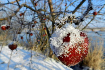 Jabłko w śniegu