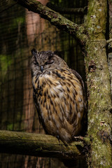 owl sitting on the dry tree in the cage