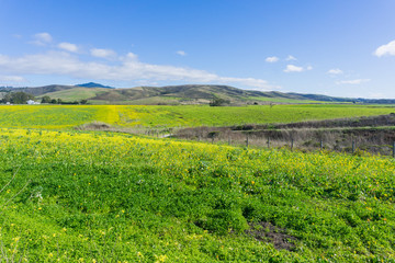 Naklejka premium A field of yellow wildflowers; farm house and mountains in the background, Half Moon Bay, California