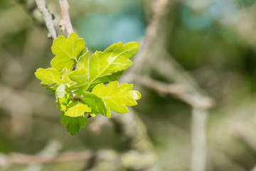 New valley oak leaves, California