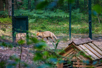 red fox in captivity