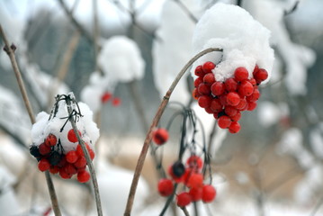 owoce w śniegu