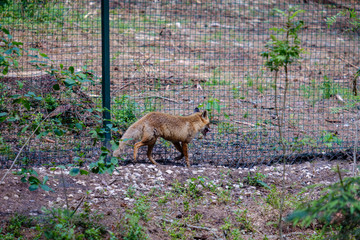 red fox in captivity