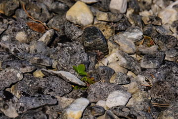 irregular dry plants on rock covered beach on the island