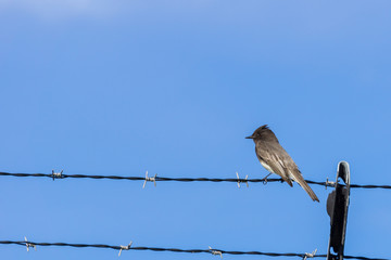 Black Phoebe sitting on a barb wire, on a sky background, California
