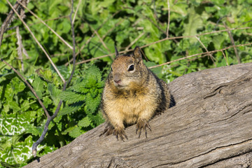 Ground squirrel with muddy paws, California