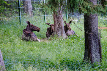 wild muse family resting in grass meadow in summer