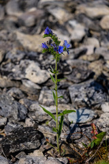 irregular dry plants on rock covered beach on the island