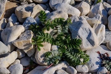 irregular dry plants on rock covered beach on the island
