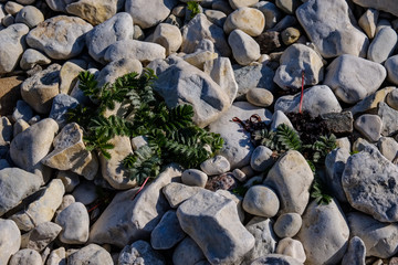 irregular dry plants on rock covered beach on the island
