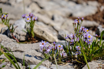 irregular dry plants on rock covered beach on the island