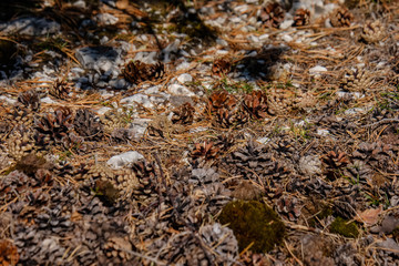 irregular dry plants on rock covered beach on the island