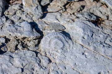 irregular dry plants on rock covered beach on the island