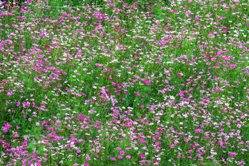 field pink flowers cosmos bloom beautifully in the garden.